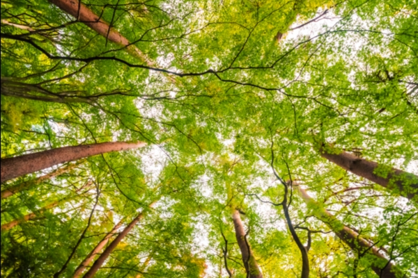 Lyon 9 :  bientôt une forêt de 1000m² à la Duchère !